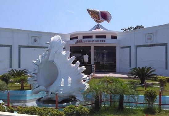 India Seashell Museum